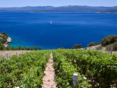 Croatian Wine Tour by Sail